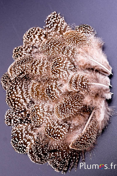 Faisan Eperonnier de chinquis - 5-8 cm - brun-blanc naturel